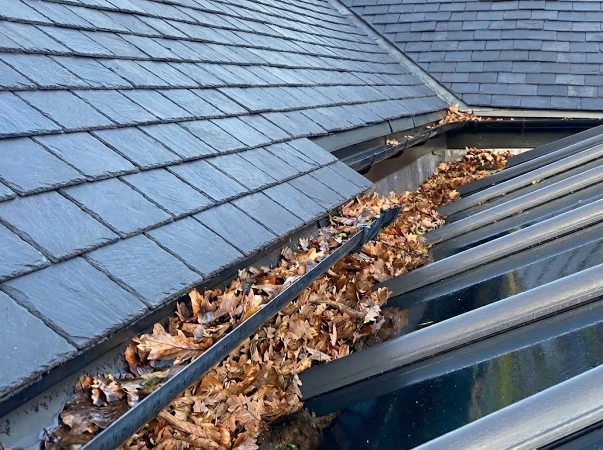 Close up of a conservatory gutter blocked with autumn leaves