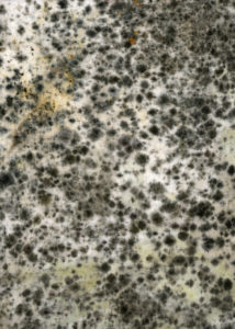 Black mould on a wall